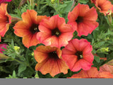 Woolley Moor Nurseries Petchoa "Cinnamon" - 9cm x 3 Plants - Woolley Moor Nurseries