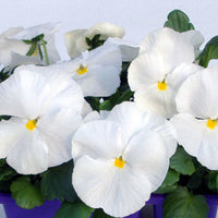 Woolley Moor Nurseries Bedding Pansy "White" - 6 Pack - Woolley Moor Nurseries