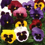 Woolley Moor Nurseries Bedding Pansy Mix - 6 Pack - Woolley Moor Nurseries