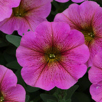 Woolley Moor Nurseries Petchoa "Sunray Pink" - 9cm x 3 Plants - Woolley Moor Nurseries