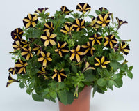 Woolley Moor Nurseries Petunia "Ray Sunflower - Black Yellow Stripes" - 9cm x 3 Plants - Woolley Moor Nurseries