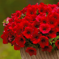 Woolley Moor Nurseries Petunia Surfinia "Red" - 9cm x 3 Plants - Woolley Moor Nurseries