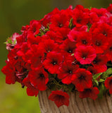 Woolley Moor Nurseries Petunia Surfinia "Red" - 9cm - Woolley Moor Nurseries