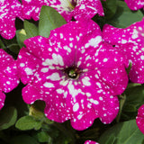 Woolley Moor Nurseries Petunia "Circus Sky" - 9cm x 3 Plants - Woolley Moor Nurseries