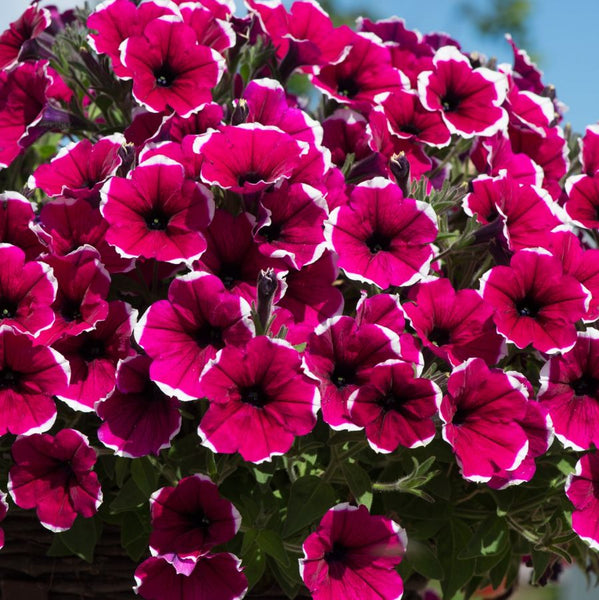 Woolley Moor Nurseries Petunia Cascadia "Rim Cherry" - 9cm x 3 Plants - Woolley Moor Nurseries