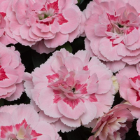 Woolley Moor Nurseries Dianthus "Oscar" - Woolley Moor Nurseries