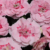 Woolley Moor Nurseries Dianthus "Oscar" x 3 Plants - Woolley Moor Nurseries