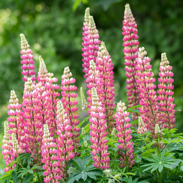 Woolley Moor Nurseries Lupin "Pink" - 9cm Pot x 3 Plants - Woolley Moor Nurseries