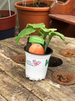 Woolley Moor Nurseries Pumpkin Atlantic Giant - 9cm x 3 Plants - Woolley Moor Nurseries