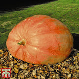 Woolley Moor Nurseries Pumpkin Atlantic Giant - 9cm x 3 Plants - Woolley Moor Nurseries