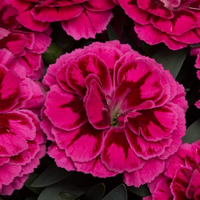 Woolley Moor Nurseries Dianthus "Oscar" x 3 Plants - Woolley Moor Nurseries