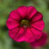 Woolley Moor Nurseries Calibrachoa "Dark Rose"- 9cm x 3 Plants - Woolley Moor Nurseries