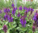 Woolley Moor Nurseries Salvia "Blue Marvel" - 3 Litre - Woolley Moor Nurseries