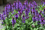 Woolley Moor Nurseries Salvia "Blue Marvel" - 3 Litre - Woolley Moor Nurseries