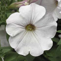 Woolley Moor Nurseries Petunia Sanguna "White Vein" - 9cm x 3 Plants - Woolley Moor Nurseries