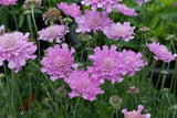 Woolley Moor Nurseries Scabiosa "Flutter Rose Pink" - 3Ltr - Woolley Moor Nurseries