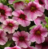 Woolley Moor Nurseries Calibrachoa "Pink Ribbon"- 9cm x 3 Plants - Woolley Moor Nurseries