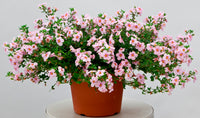 Woolley Moor Nurseries Bacopa Cabana "Rose"- 9cm x 3 Plants - Woolley Moor Nurseries