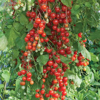 Woolley Moor Nurseries Tomato Sweet Million - 9cm x 3 Plants - Woolley Moor Nurseries