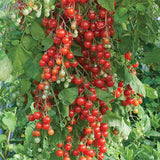 Woolley Moor Nurseries Tomato Sweet Million - 9cm - Woolley Moor Nurseries