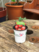 Woolley Moor Nurseries Tomato Sweet Million - 9cm - Woolley Moor Nurseries