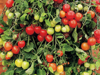 Woolley Moor Nurseries Tomato "Tumbler" - 9cm - Woolley Moor Nurseries