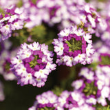 Woolley Moor Nurseries Verbena Lanai "Twister Blue"- 9cm x 3 Plants - Woolley Moor Nurseries