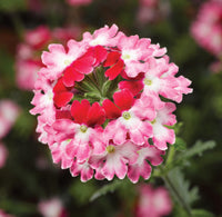 Woolley Moor Nurseries Verbena Lanai "Twister Red"- 9cm x 3 Plants - Woolley Moor Nurseries