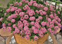 Woolley Moor Nurseries Verbena Lanai "Cane Early"- 9cm x 3 Plants - Woolley Moor Nurseries