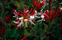 Woolley Moor Nurseries Honeysuckle - lonicera periclymenum 'Serotina' - 3.5Litre - Woolley Moor Nurseries