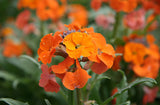 Woolley Moor Nurseries Erysimum "Apricot Twist" - 3Ltr - Woolley Moor Nurseries