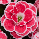 Woolley Moor Nurseries Dianthus "Oscar" - Woolley Moor Nurseries