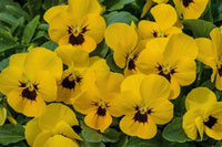 Woolley Moor Nurseries Bedding Viola "Yellow Blotch" - 6 Pack - Woolley Moor Nurseries