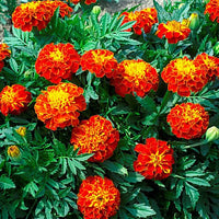Woolley Moor Nurseries Bedding French Marigold "Fire" - 6 Pack - Woolley Moor Nurseries