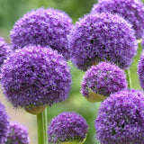 Woolley Moor Nurseries Allium "Gladiator" - Each - Woolley Moor Nurseries