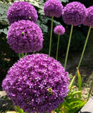 Woolley Moor Nurseries Allium "Gladiator" - Each - Woolley Moor Nurseries