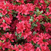 Woolley Moor Nurseries Azalea "Toreador" - 2.5Ltr - Woolley Moor Nurseries