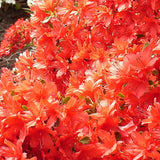 Woolley Moor Nurseries Azalea "Orange Beauty" - 2.5Ltr - Woolley Moor Nurseries