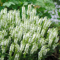 Woolley Moor Nurseries Salvia "Lyrical White" - 3 Litre - Woolley Moor Nurseries