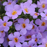 Woolley Moor Nurseries Bacopa Cabana "Blue"- 9cm - Woolley Moor Nurseries