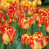 Woolley Moor Nurseries Tulip "Banja Luka" - 10 Pack - Woolley Moor Nurseries