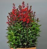 Woolley Moor Nurseries Lobelia Starship "Scarlet" - 3Ltr - Woolley Moor Nurseries