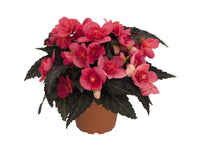 Woolley Moor Nurseries Begonia NonStop (Upright) "Mocca Cherry" - 9cm x 3 Plants - Woolley Moor Nurseries