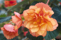 Woolley Moor Nurseries Begonia Illumination (Trailing) "Golden Picotee" - 9cm - Woolley Moor Nurseries