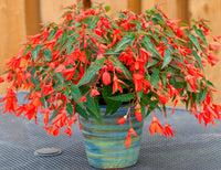 Woolley Moor Nurseries Begonia Bossa Nova (Trailing) "Orange" - 9cm x 3 Plants - Woolley Moor Nurseries