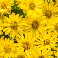 Woolley Moor Nurseries Osteospermum Upright "Yellow Shades"- 9cm x 3 Plants - Woolley Moor Nurseries