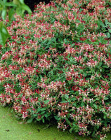 Woolley Moor Nurseries Honeysuckle - lonicera periclymenum 'Serotina' - 3.5Litre - Woolley Moor Nurseries