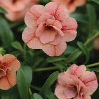 Woolley Moor Nurseries Calibrachoa "Double Apricot"- 9cm - Woolley Moor Nurseries