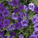 Woolley Moor Nurseries Calibrachoa "Double Lavender"- 9cm x 3 Plants - Woolley Moor Nurseries