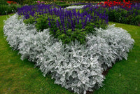 Woolley Moor Nurseries Bedding Cineraria "Silver Dust" - 6 Pack - Woolley Moor Nurseries